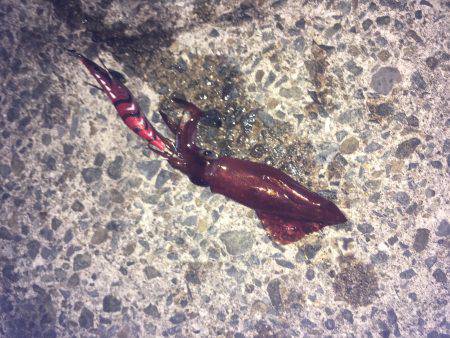 ケンサキ終わりかな？