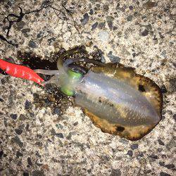 まあまあなサイズが釣れだして