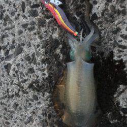 ランガンする元気も無く