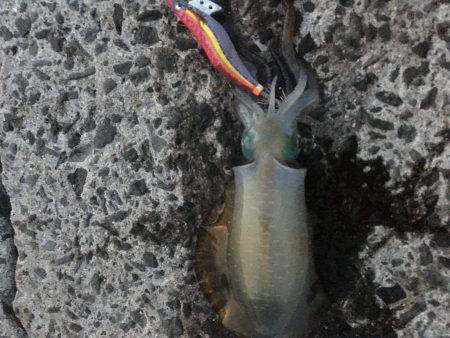 ランガンする元気も無く