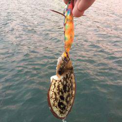 台風の影響なのか、、、、。