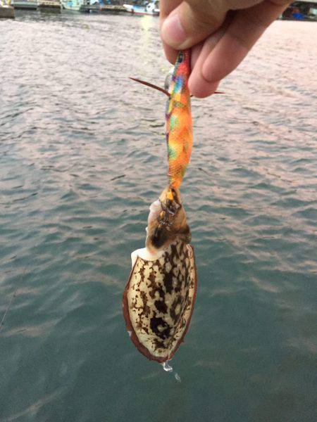 台風の影響なのか、、、、。