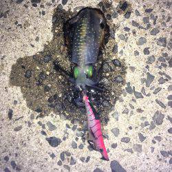 ロリイカハンター