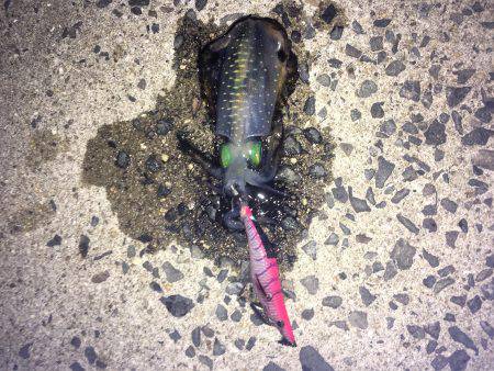 ロリイカハンター