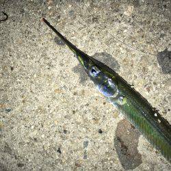 意地フィッシング