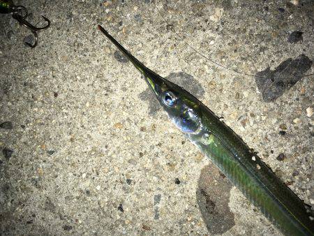 意地フィッシング