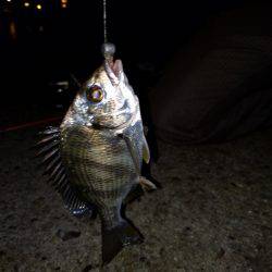 久々にエサ釣り