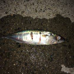 ルアーで色々釣り