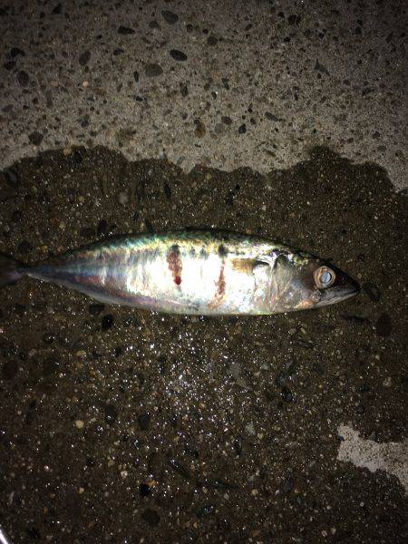 ルアーで色々釣り