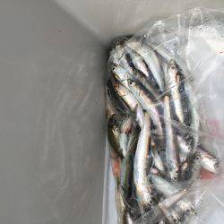 家族でフィッシング