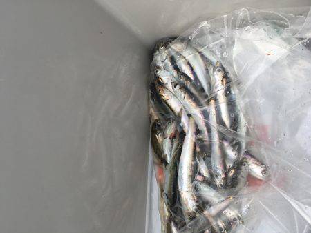 家族でフィッシング