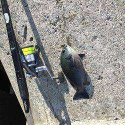 波止フカセ釣り