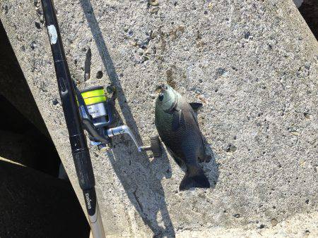 波止フカセ釣り