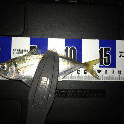 アジング釣行記