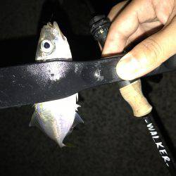 アジング釣行記