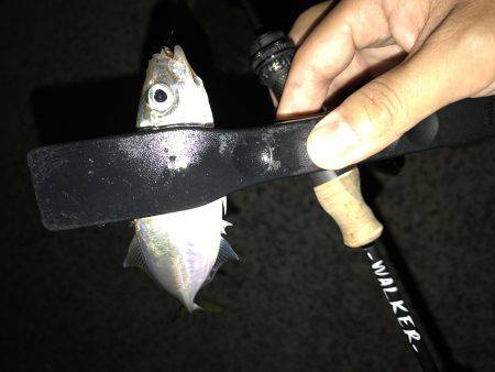 アジング釣行記