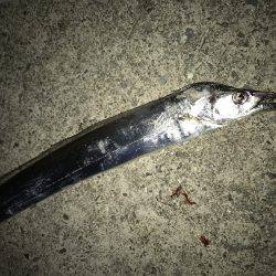 なんとかタチウオ