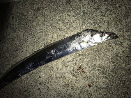 なんとかタチウオ