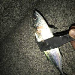 かろうじてタチウオ