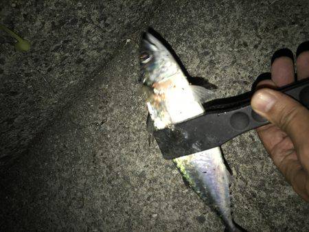 かろうじてタチウオ