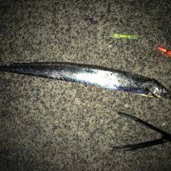 タチウオに変更