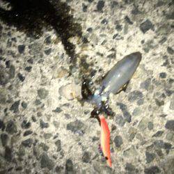 渋かった。風キツイ(ｰ ｰ;)