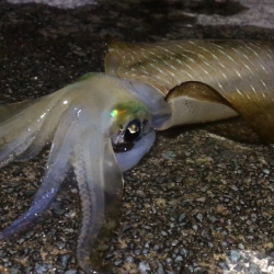 台風後エギング！