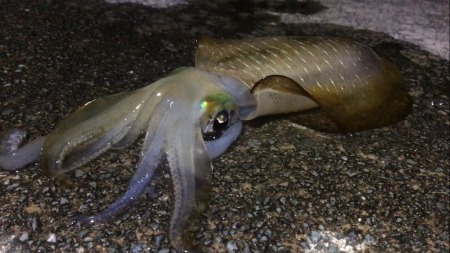 台風後エギング！