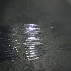 タッチー釣り。