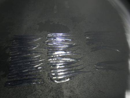 タッチー釣り。