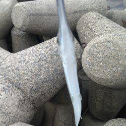 ショアジギング