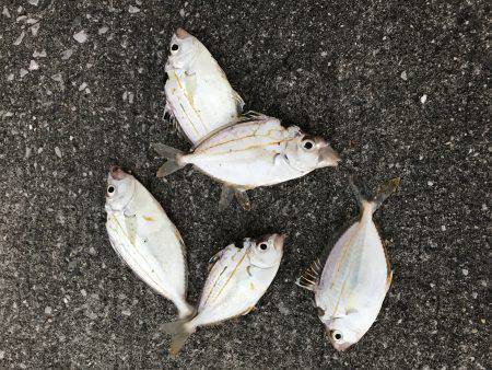 青島港に夕方からの釣行！