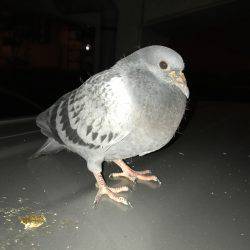 タチウオ、サゴシ