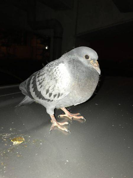 タチウオ、サゴシ