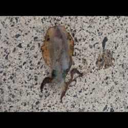 能登エギング好調？