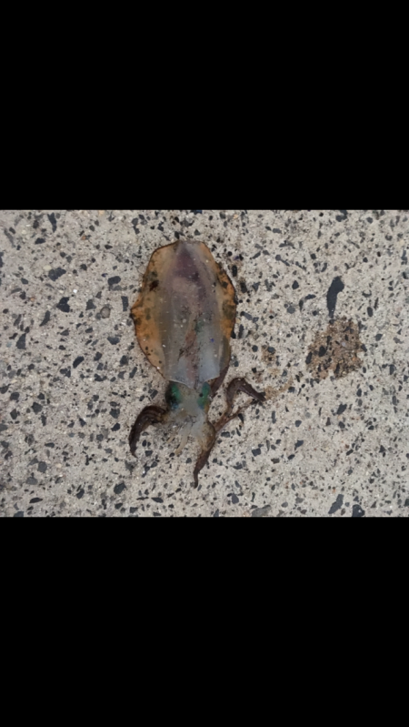 能登エギング好調？