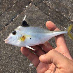 ちょい投げ&トリック