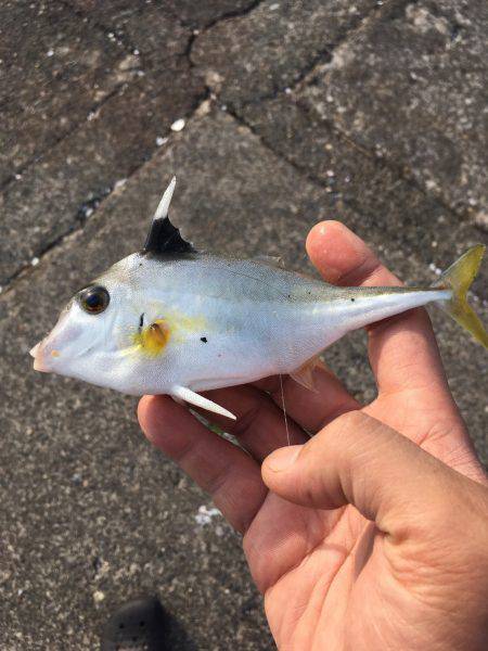 ちょい投げ&トリック