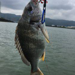 国分川でチヌ釣り