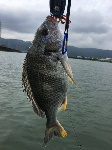 国分川でチヌ釣り