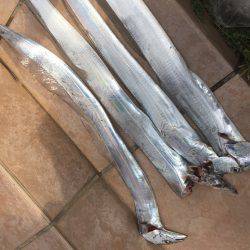 タチウオ引き釣り