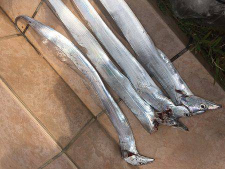 タチウオ引き釣り