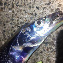 小タチ サーべリング