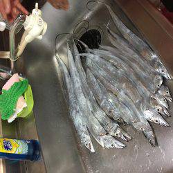 シーサイドコスモ