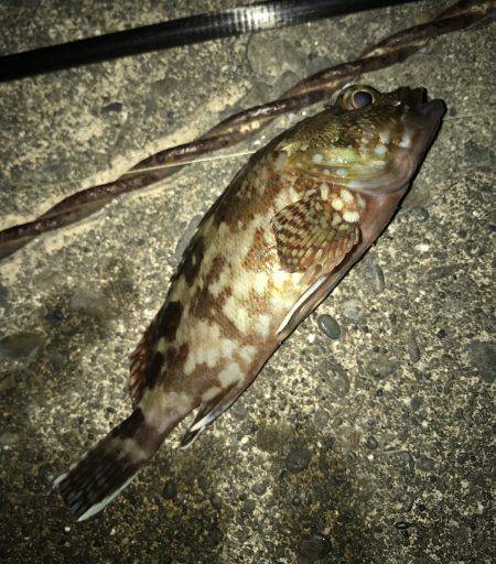 セイゴバラシてガシラ…