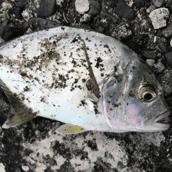 今日はメッキ！