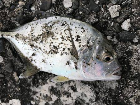 今日はメッキ！