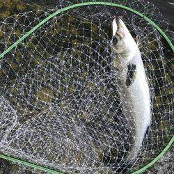 モーニングフィッシュ