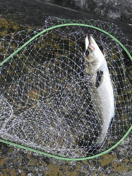 モーニングフィッシュ