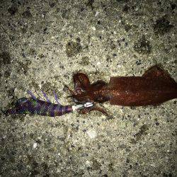 ちっこいアオリ